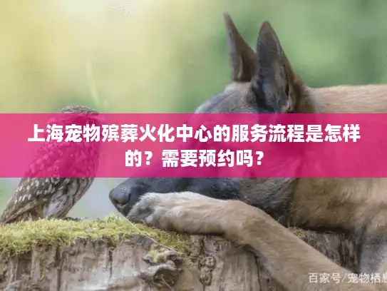 上海宠物殡葬火化中心的服务流程是怎样的？需要预约吗？