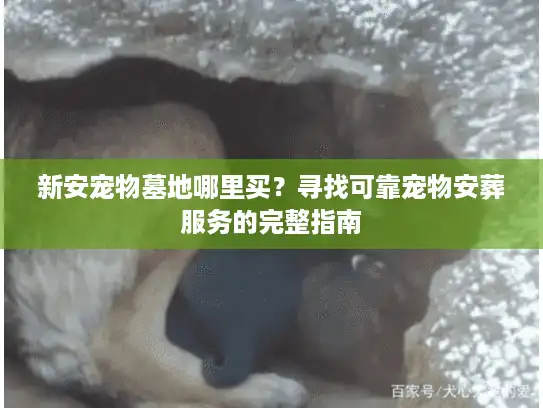新安宠物墓地哪里买？寻找可靠宠物安葬服务的完整指南
