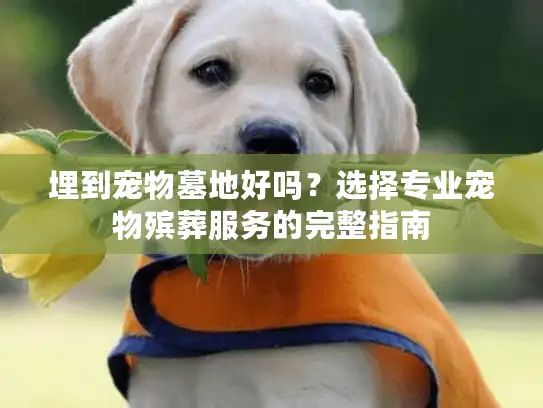 埋到宠物墓地好吗？选择专业宠物殡葬服务的完整指南