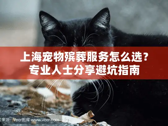 上海宠物殡葬服务怎么选？专业人士分享避坑指南