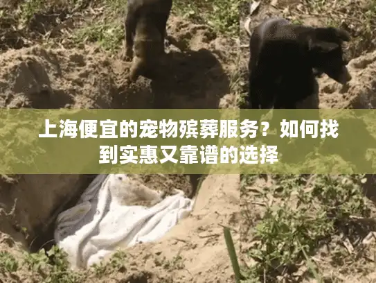 上海便宜的宠物殡葬服务？如何找到实惠又靠谱的选择