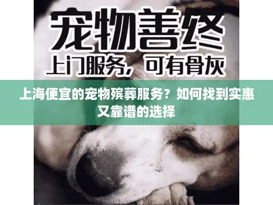 上海便宜的宠物殡葬服务？如何找到实惠又靠谱的选择