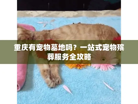 重庆有宠物墓地吗？一站式宠物殡葬服务全攻略