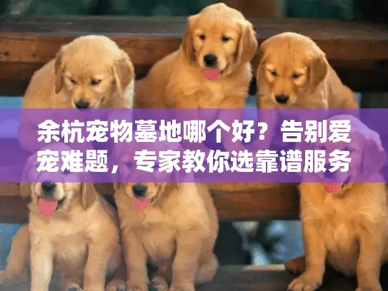 余杭宠物墓地哪个好？告别爱宠难题，专家教你选靠谱服务
