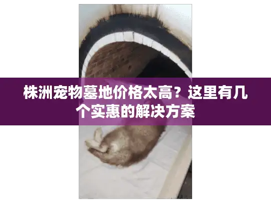 株洲宠物墓地价格太高？这里有几个实惠的解决方案
