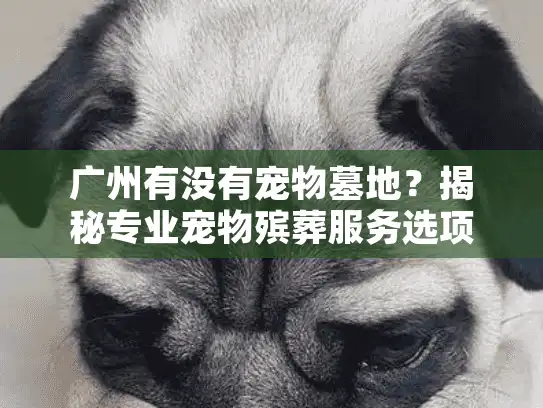 广州有没有宠物墓地？揭秘专业宠物殡葬服务选项