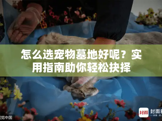 怎么选宠物墓地好呢？实用指南助你轻松抉择