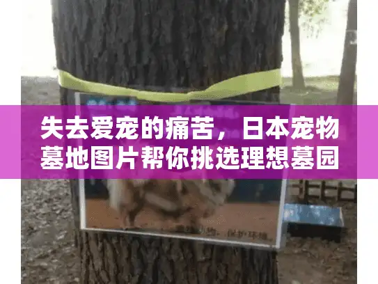 失去爱宠的痛苦，日本宠物墓地图片帮你挑选理想墓园