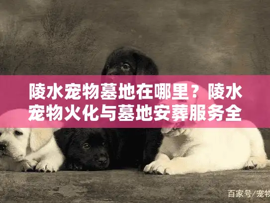 陵水宠物墓地在哪里？陵水宠物火化与墓地安葬服务全解析