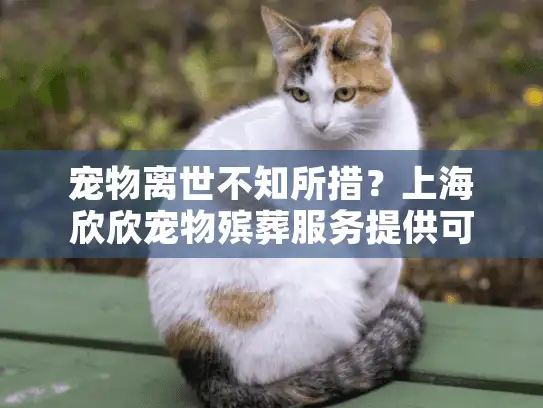 宠物离世不知所措？上海欣欣宠物殡葬服务提供可靠解决方案