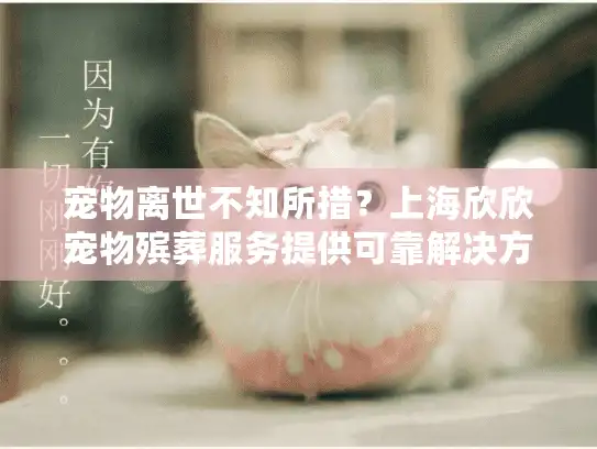 宠物离世不知所措？上海欣欣宠物殡葬服务提供可靠解决方案