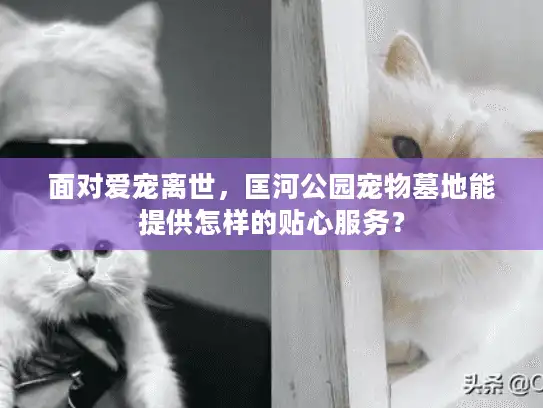 面对爱宠离世，匡河公园宠物墓地能提供怎样的贴心服务？