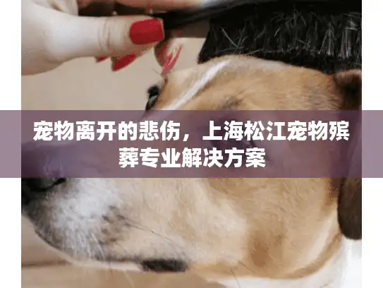 宠物离开的悲伤，上海松江宠物殡葬专业解决方案