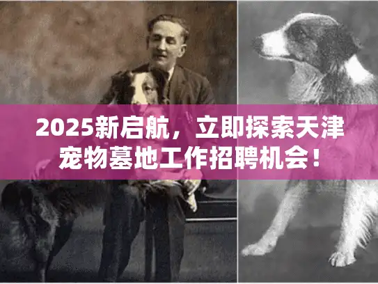2025新启航，立即探索天津宠物墓地工作招聘机会！