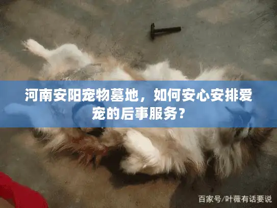 河南安阳宠物墓地，如何安心安排爱宠的后事服务？