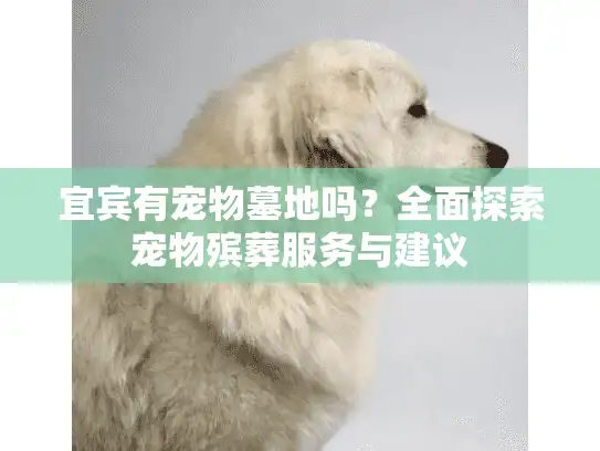 宜宾有宠物墓地吗？全面探索宠物殡葬服务与建议