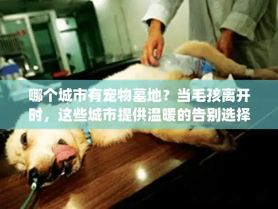 哪个城市有宠物墓地？当毛孩离开时，这些城市提供温暖的告别选择