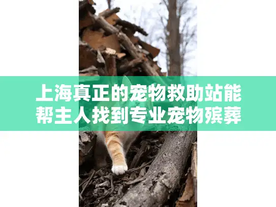 上海真正的宠物救助站能帮主人找到专业宠物殡葬服务吗？
