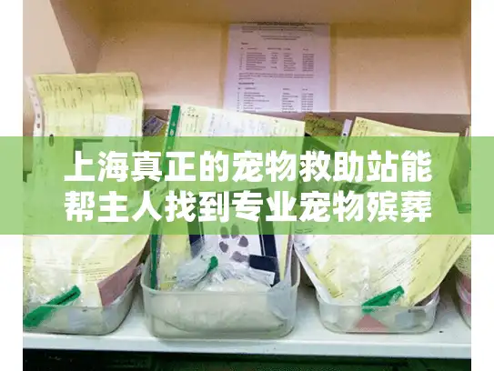 上海真正的宠物救助站能帮主人找到专业宠物殡葬服务吗？