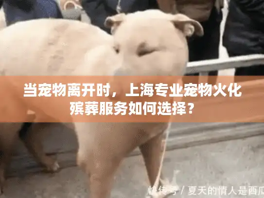 当宠物离开时，上海专业宠物火化殡葬服务如何选择？