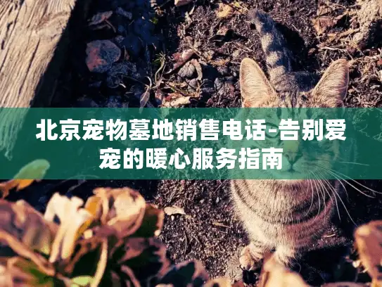 北京宠物墓地销售电话-告别爱宠的暖心服务指南