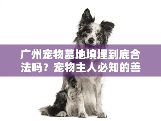 广州宠物墓地填埋到底合法吗？宠物主人必知的善后指南