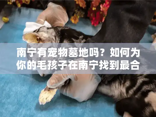 南宁有宠物墓地吗？如何为你的毛孩子在南宁找到最合适的归宿？