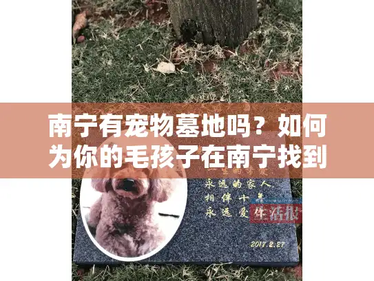 南宁有宠物墓地吗？如何为你的毛孩子在南宁找到最合适的归宿？