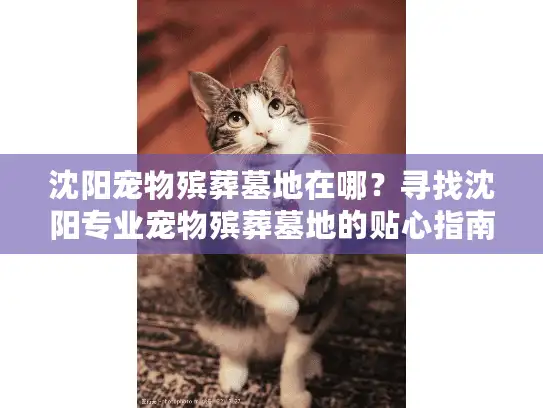 沈阳宠物殡葬墓地在哪？寻找沈阳专业宠物殡葬墓地的贴心指南