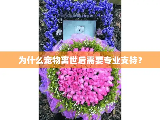 为什么宠物离世后需要专业支持？