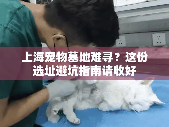上海宠物墓地难寻？这份选址避坑指南请收好