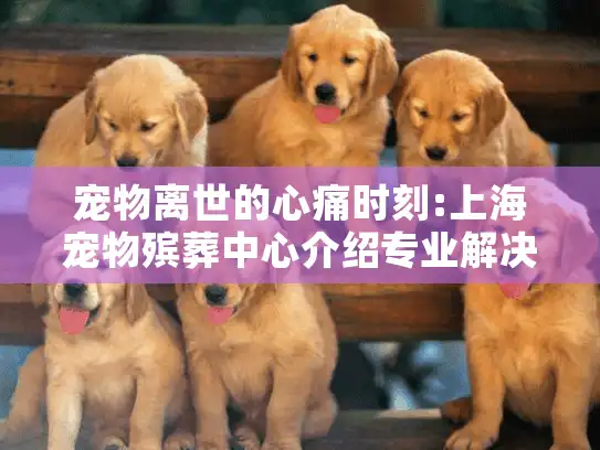 宠物离世的心痛时刻:上海宠物殡葬中心介绍专业解决方案