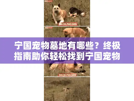 宁国宠物墓地有哪些？终极指南助你轻松找到宁国宠物安葬服务推荐