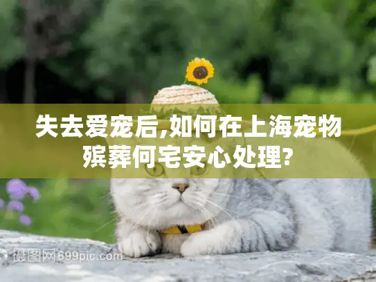 失去爱宠后,如何在上海宠物殡葬何宅安心处理?