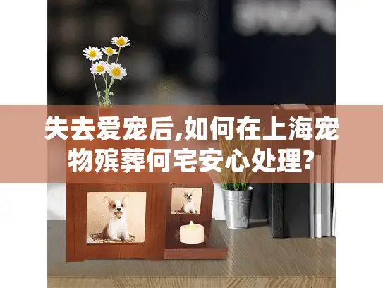 失去爱宠后,如何在上海宠物殡葬何宅安心处理?