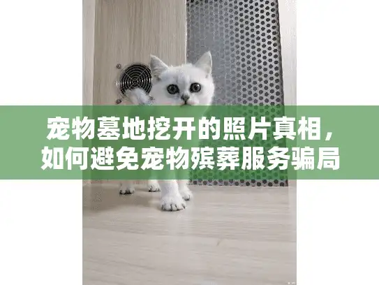 宠物墓地挖开的照片真相，如何避免宠物殡葬服务骗局