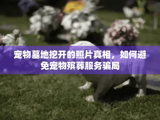宠物墓地挖开的照片真相，如何避免宠物殡葬服务骗局