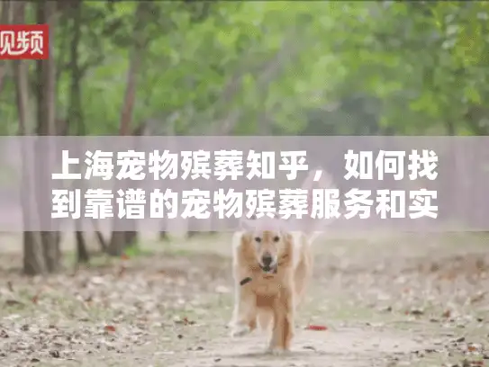 上海宠物殡葬知乎，如何找到靠谱的宠物殡葬服务和实用信息？