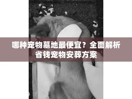 哪种宠物墓地最便宜？全面解析省钱宠物安葬方案