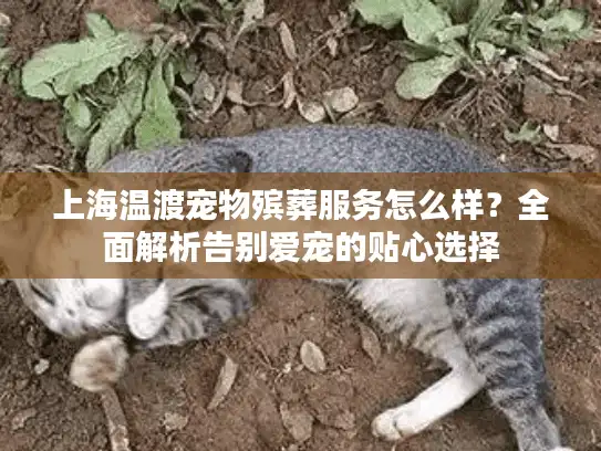 上海温渡宠物殡葬服务怎么样？全面解析告别爱宠的贴心选择
