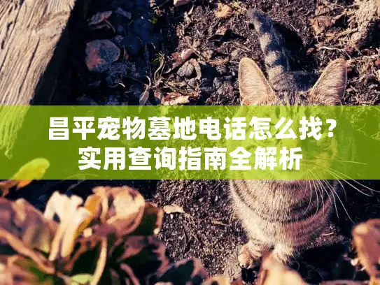 昌平宠物墓地电话怎么找？实用查询指南全解析