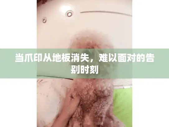 当爪印从地板消失，难以面对的告别时刻