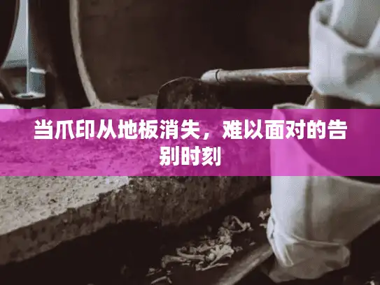 当爪印从地板消失，难以面对的告别时刻
