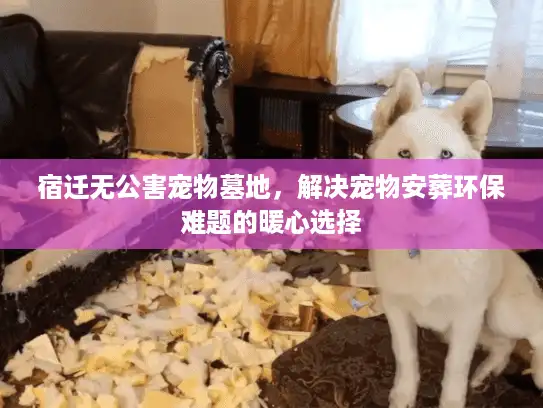 宿迁无公害宠物墓地，解决宠物安葬环保难题的暖心选择