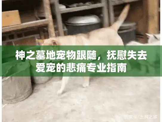 神之墓地宠物跟随，抚慰失去爱宠的悲痛专业指南