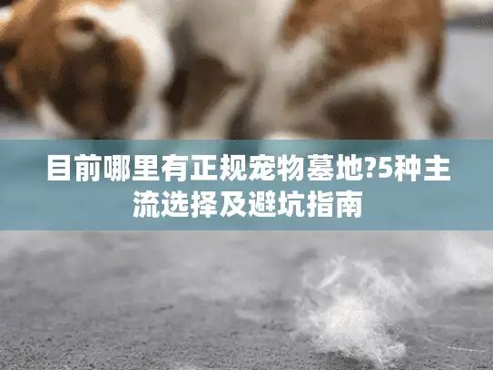 目前哪里有正规宠物墓地?5种主流选择及避坑指南