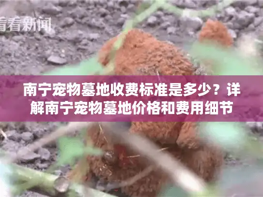 南宁宠物墓地收费标准是多少？详解南宁宠物墓地价格和费用细节
