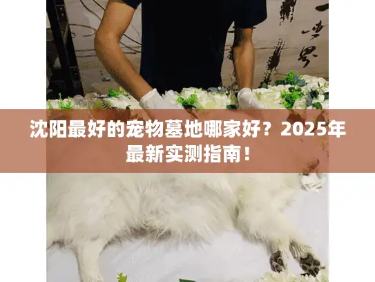 沈阳最好的宠物墓地哪家好？2025年最新实测指南！