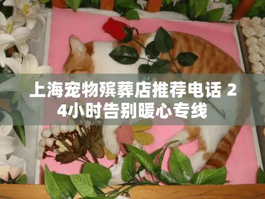 上海宠物殡葬店推荐电话 24小时告别暖心专线