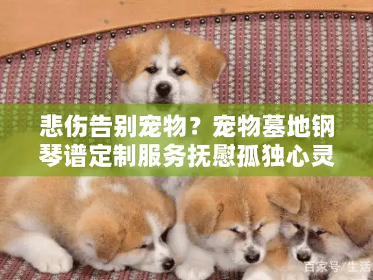 悲伤告别宠物？宠物墓地钢琴谱定制服务抚慰孤独心灵